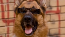 Cool Dog