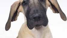 Bad Dog