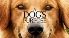 A Dog's Purpose